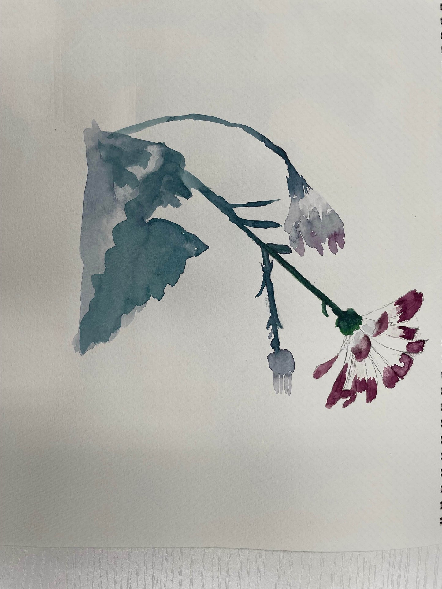 展示用絵画：サイネリア [作者:kii]